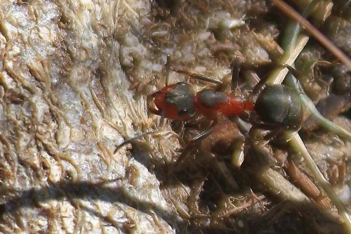 Réf. 280 818 : Formica pratensis